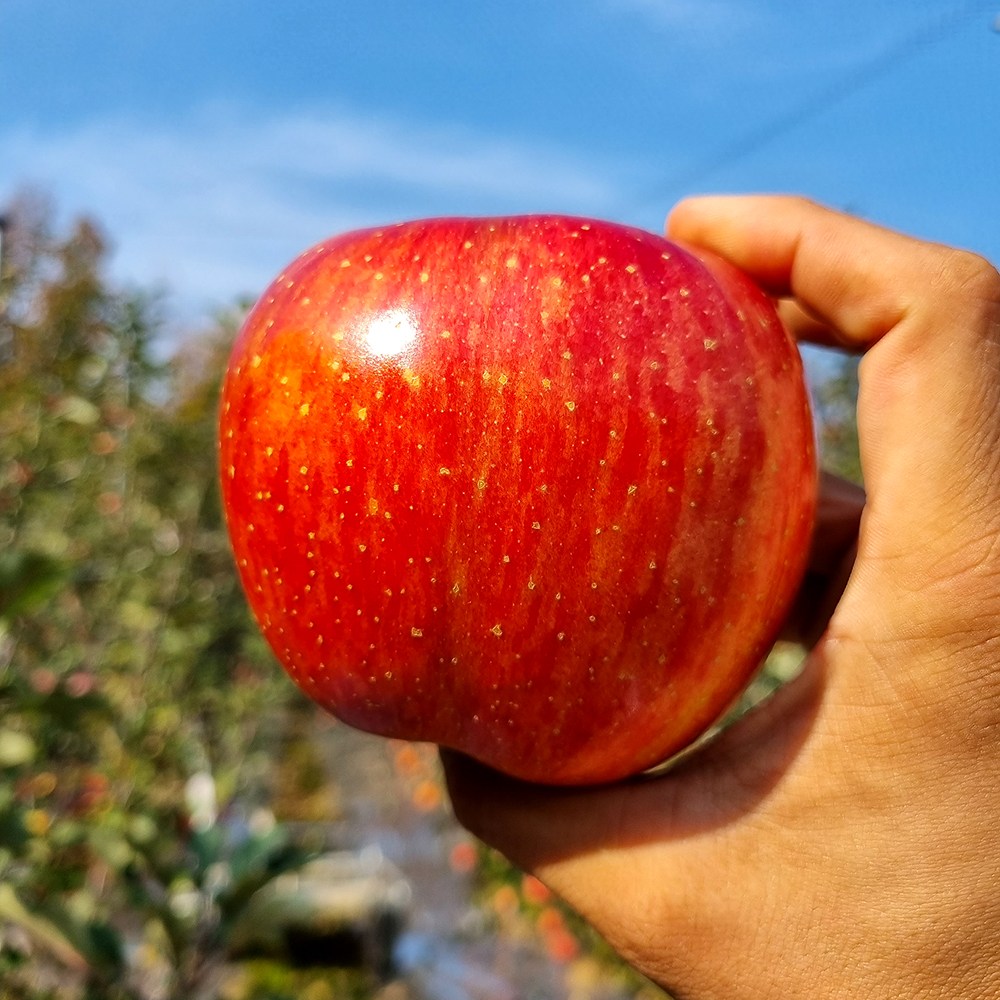 [미식한가] 못난이 미색 감홍 사과 (주스용/랜덤과) 쭈구리 흠과 가정용 실속 부사 사과 24,490원
