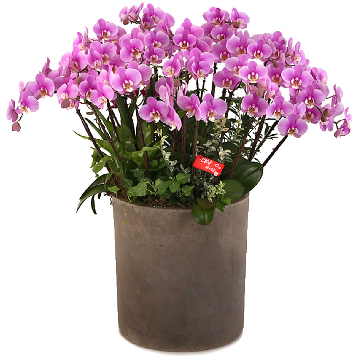 (주)99플라워 서양란 [ST-H429]전국당일꽃배달 582,000원