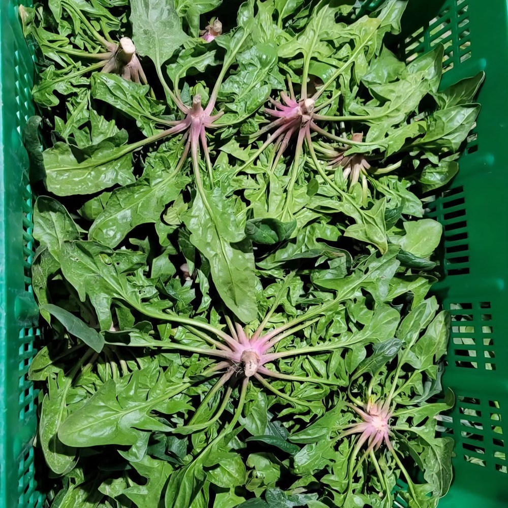 국내산 섬초 남해 시금치 노지 8,910원