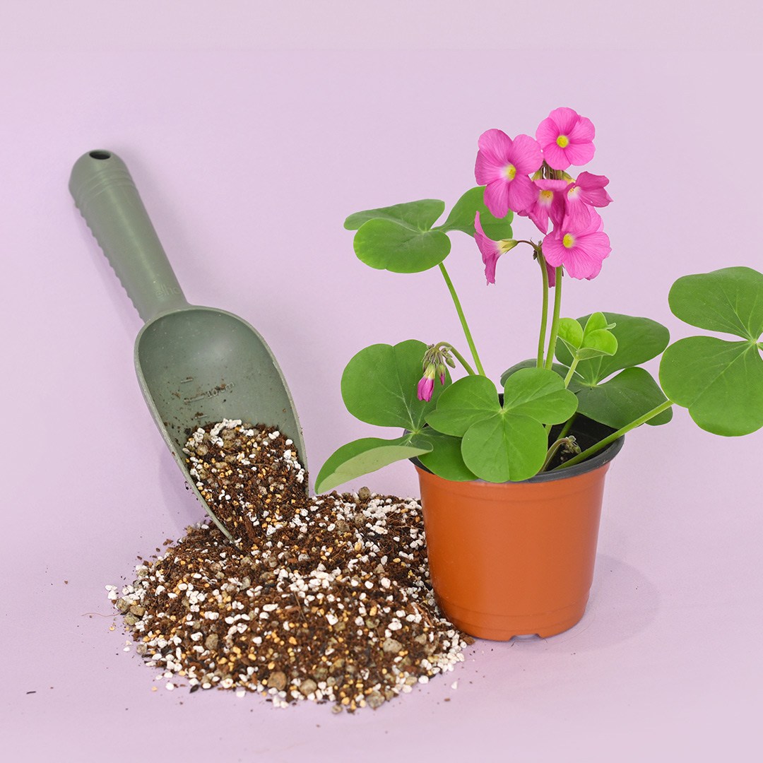 마이플랜트 야생화 맞춤 배합토 분갈이흙 11,300원