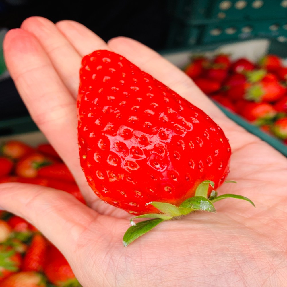 GAP인증 농가직송 충남 논산 정품 킹스베리 딸기 15,100원