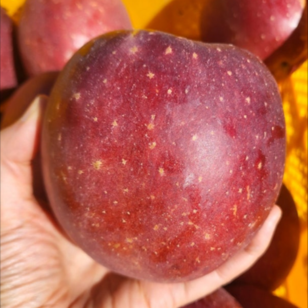 [삼부자네] 경북 청송 첫수확 가정용 고당도 얼음꼴 사과 30,000원