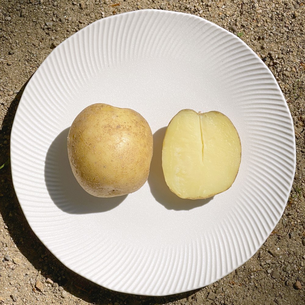 25년 수확 국내산 제철 햇 수미감자 햇감자 10,500원