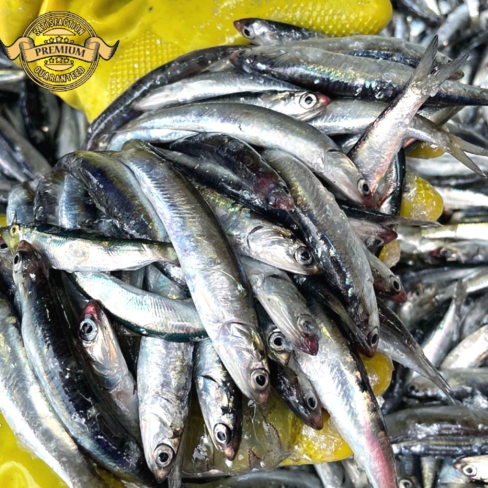 [실패없는 거제도 생멸치] 국내산 거제도 당일 조업 자연산 생물 멸치 손질생멸치 횟감용 멸치 67,000원