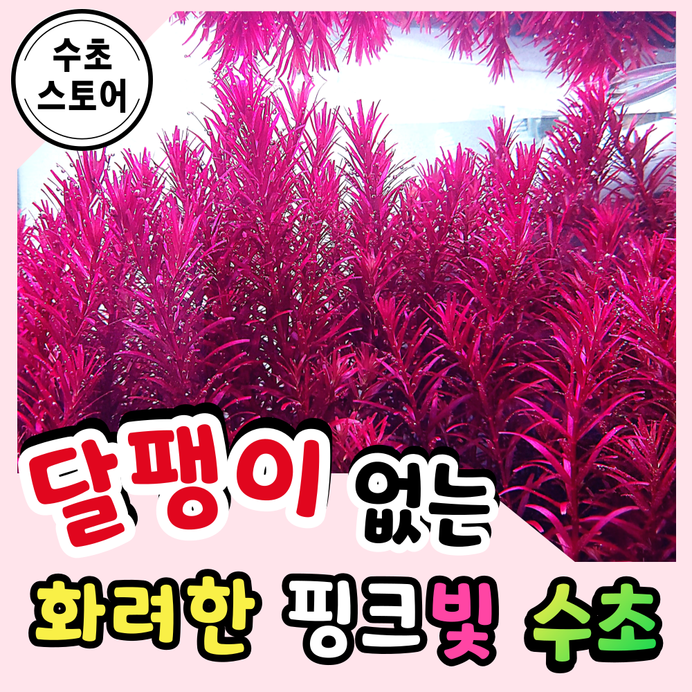 [수초스토어] 달팽이없는 로탈라블러드레드 5줄기 구피 새우 어항 수초 쉬운 붉은수초 붕어마름 키우기 예쁜 은신처 중경 후경 음성 초보 자연 풍성한 치어 베타 열대어 9,130원