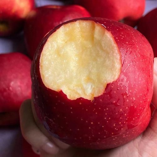 [슈퍼딜]경북농가 긴급공급 산지장인 조청꿀브릭스 못난이사과, 1박스, 10kg 32,700원