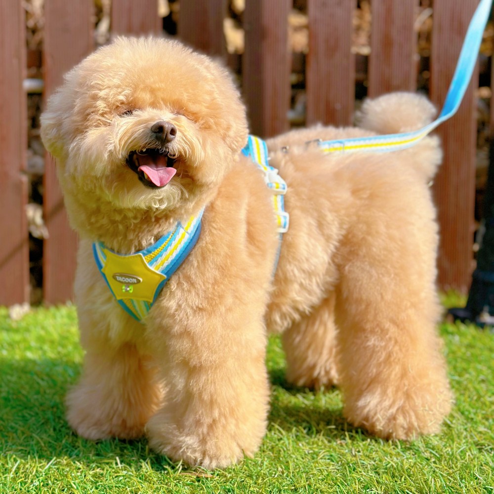 MAAH 강아지 비비드 H형 하네스 가슴줄 + 리드줄 세트, 1세트, 블루옐로우 9,500원