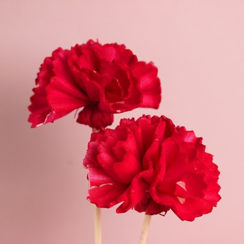 디퓨저 리드 스틱 - 레드 카네이션 10개, 10개입, 1개, 단일 6,600원