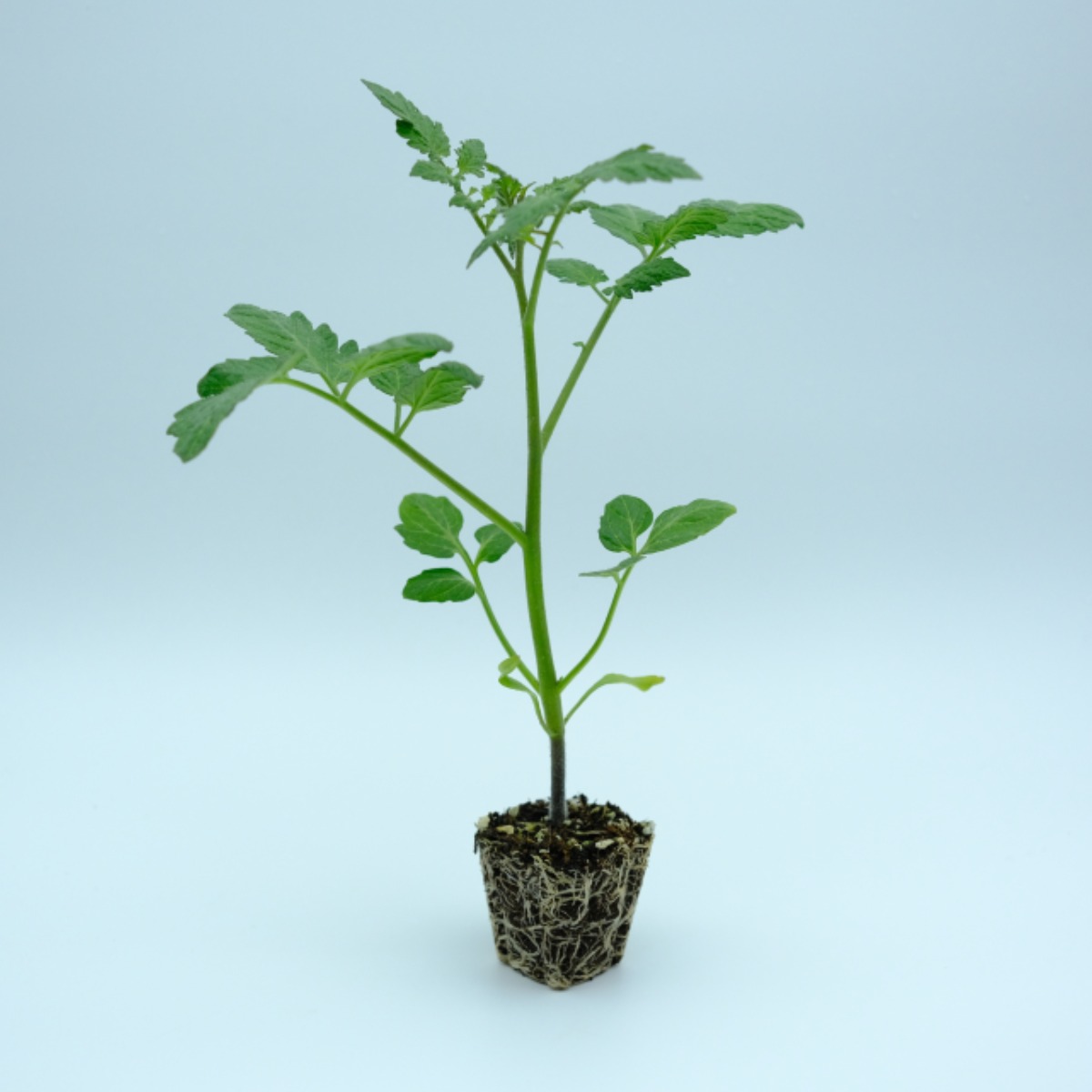 파머씨드 대추 방울토마토 8개 모종 빨강 15,520원