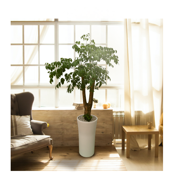 [한정특가 오투트리] 대형화분 당일무료배송 공기정화식물 축하선물 개업선물 이사선물 승진선물 플랜테리어  해피트리 92,000원