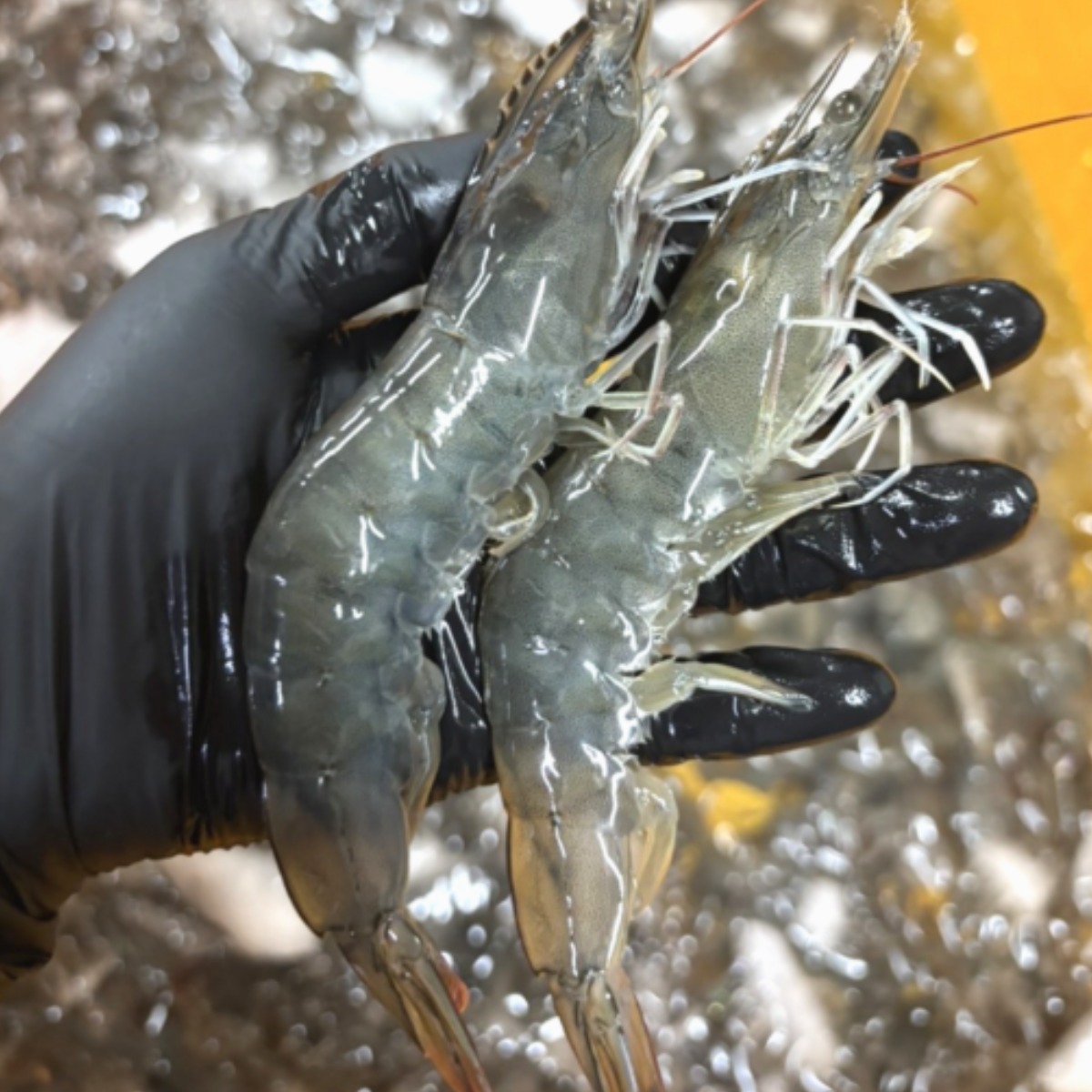 파도스토리 국내산 고흥 냉동새우 왕특대 급냉 흰다리새우 산지직송 59,900원