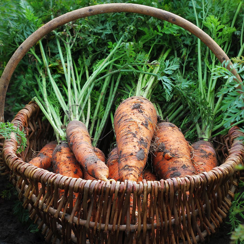 제주 햇수확 당근 구좌 흙당근 상품, 1박스, 흙당근 5kg 34,900원