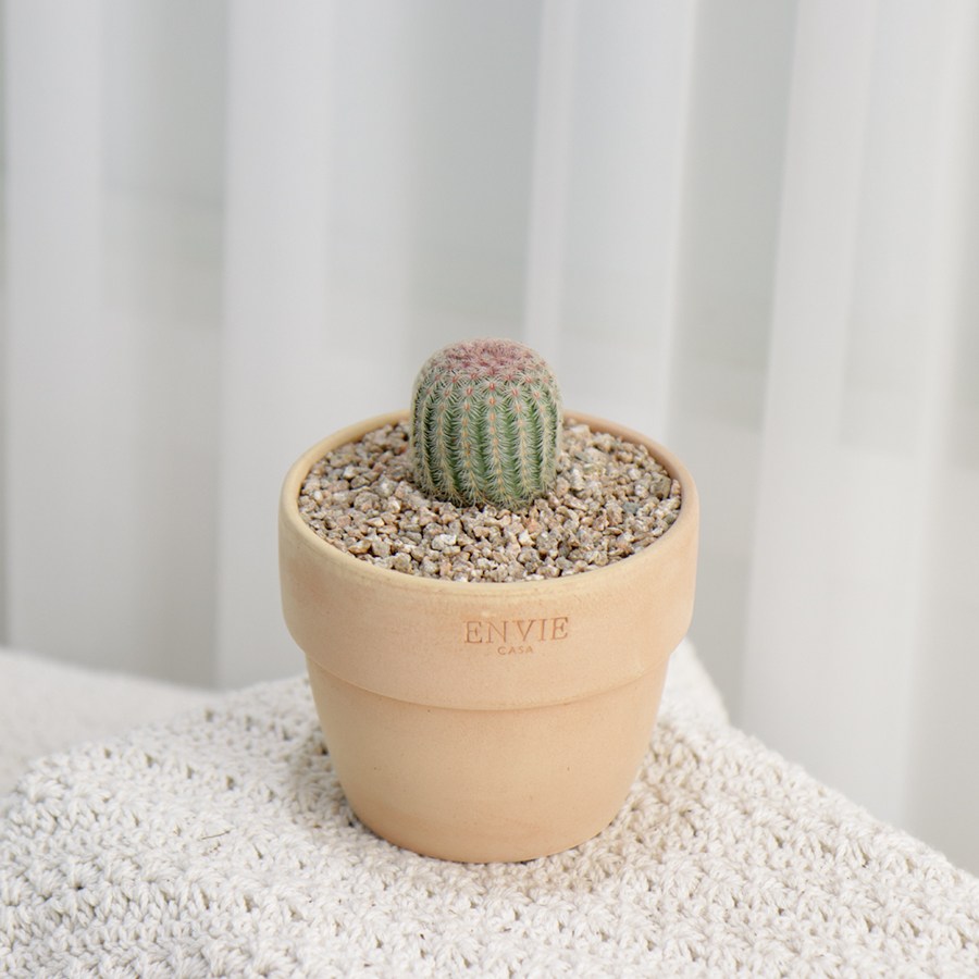 갑조네 다육이토분세트 예쁜 다육이식물 미니다육이 선인장 10,400원