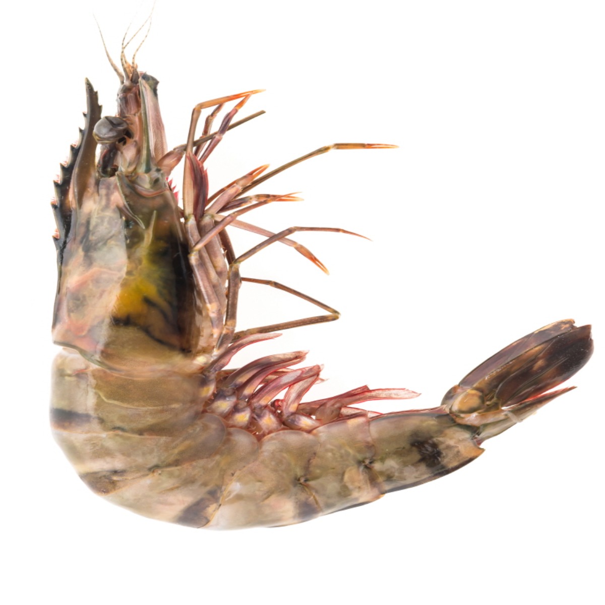 블랙타이거새우500g 12미, 1개, 500g 15,960원