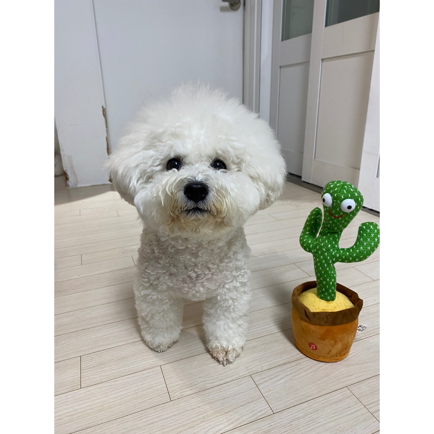 춤추고 노래하고 말따라하는인형 말하는선인장인형, 상세페이지 참조, 32cm, 1개 10,610원