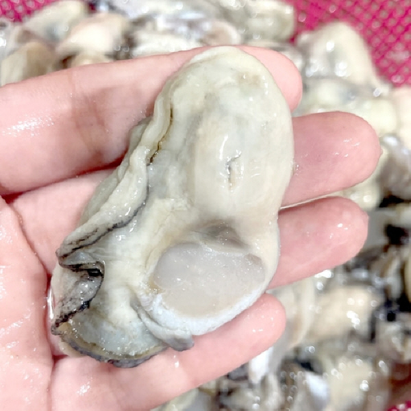 특품급 당일조업 산지직송 경남 통영 제철 햇 생굴, 1개, 당일조업 산지직송 경남 통영 제철 햇 생굴 1kg 25,700원