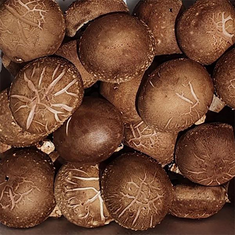 유기농 생표고버섯 국내산 버섯 23,900원