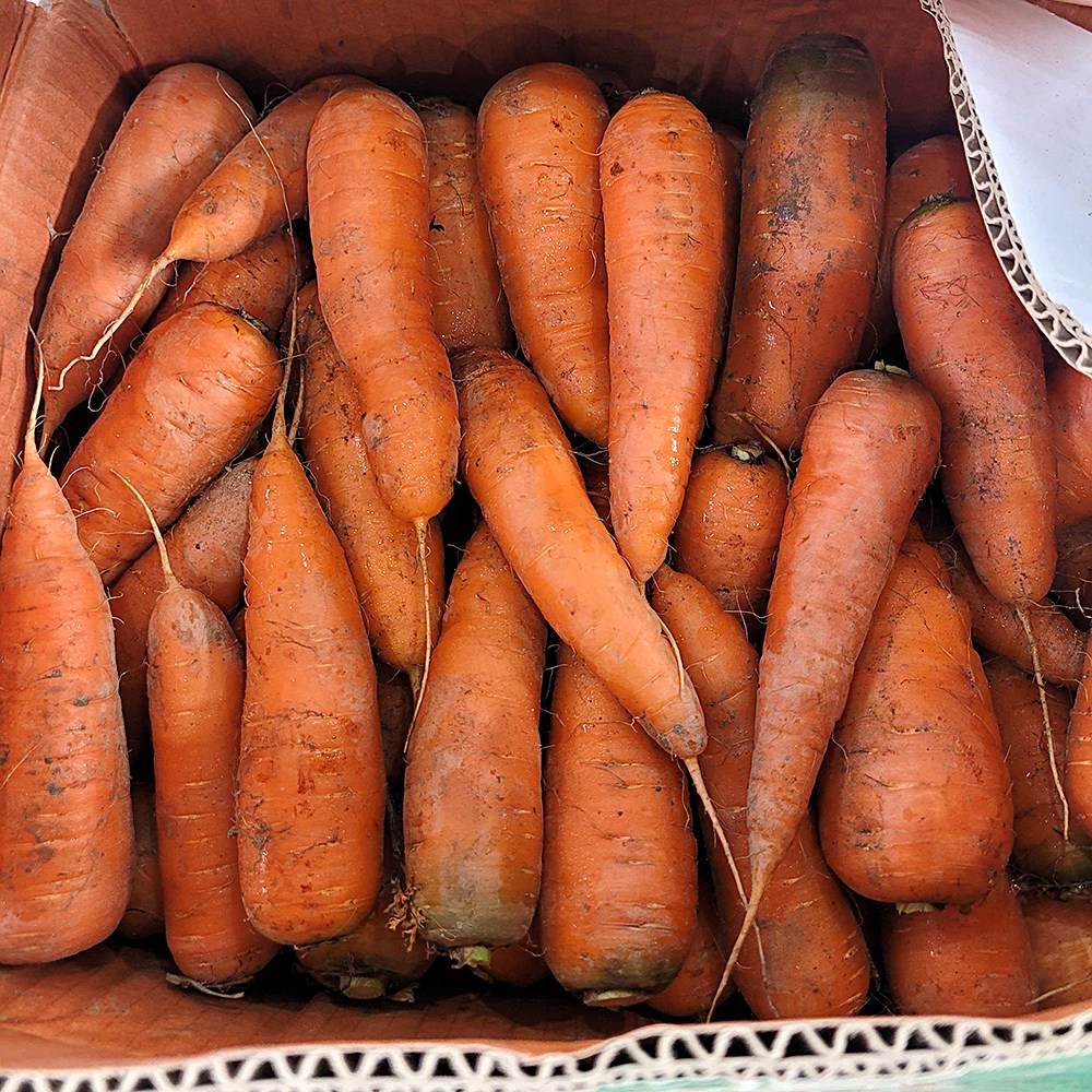 [역대특가] 제주농장 초초특가 아삭달콤 꿀당도 제주도 구좌당근 13,600원