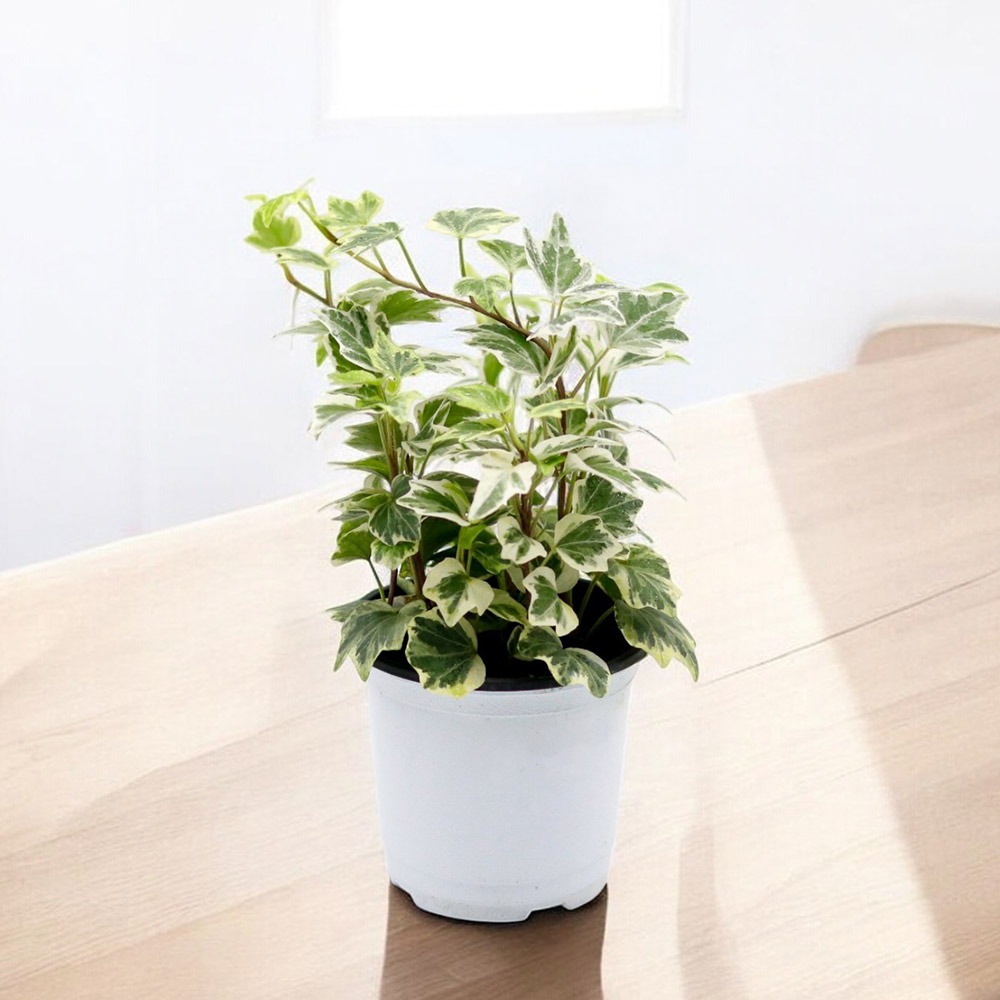 미미네아쿠아 공기정화 반려식물 윌리아이비 5,400원
