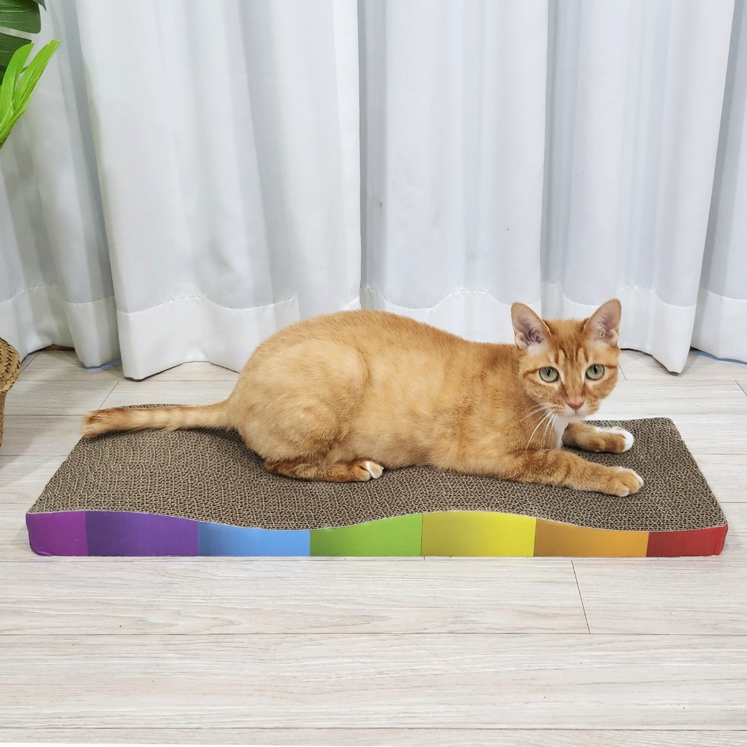 마아 고양이 특대형 무지개 스크래쳐 물결형 + 캣닢 세트, 혼합색상, 1세트 5,900원