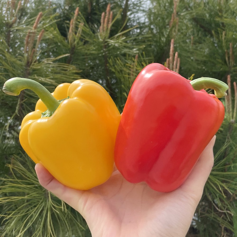 이웃집 국내산 파프리카 빨강 노랑 혼합 27,900원