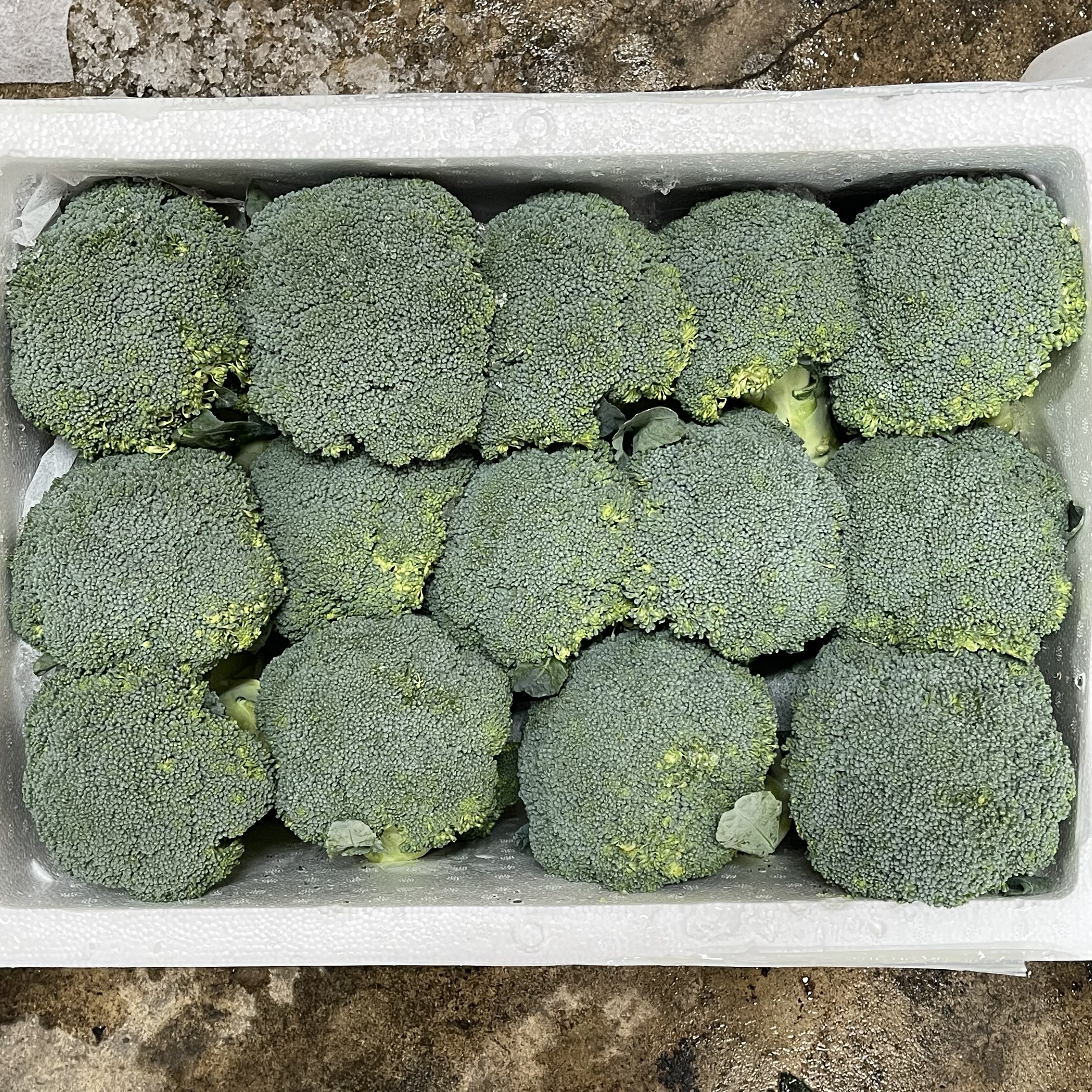 미소진 브로콜리 수입 브로컬리 식자재용 벌크 8kg 29,800원