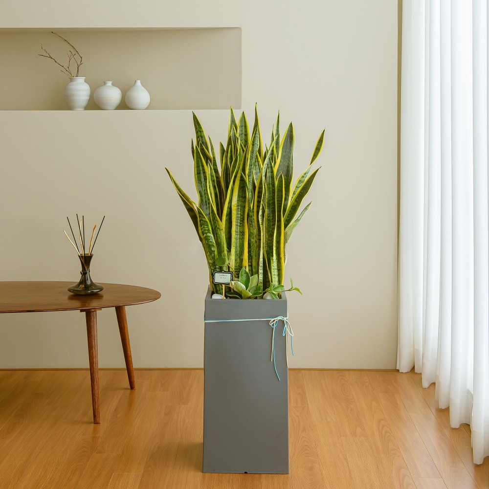 나눔플라워 전국 관엽식물 금전수 스투키 해피트리 행운목 극락조 고무나무 개업축하 실내공기정화 사무실식물 나무배달서비스, 1개 114,000원