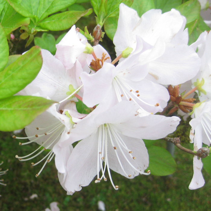 목하원예조경 백철쭉 철쭉나무 묘목 5주 30cm전후 봄꽃 정원수 공원조경 준공수목 노지월동 개화주 12,000원