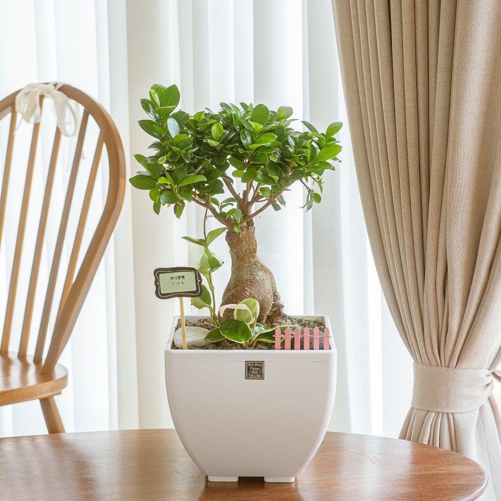 나눔플라워 전국 관엽식물 금전수 스투키 해피트리 행운목 극락조 고무나무 개업축하 실내공기정화 사무실식물 나무배달서비스 62,300원