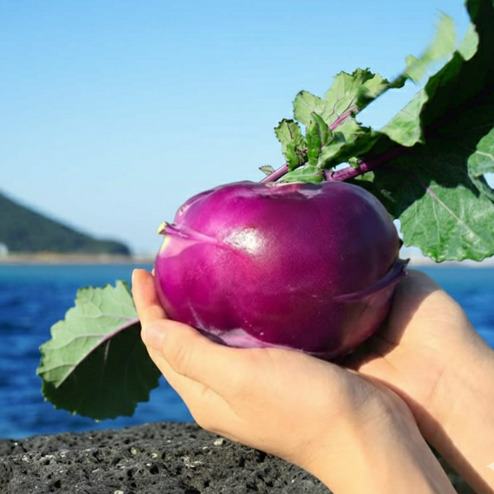 [산지직송] 해풍맞은 고당도 제주 콜라비 18,900원