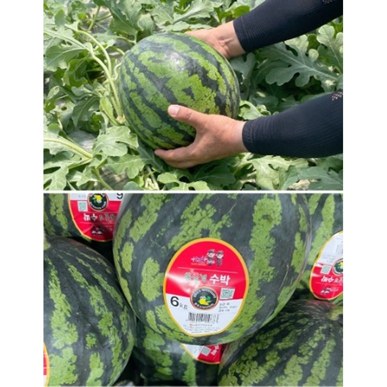 싱싱원 고당도 스테비아농법 수박 4kg 이상 논산 27,500원