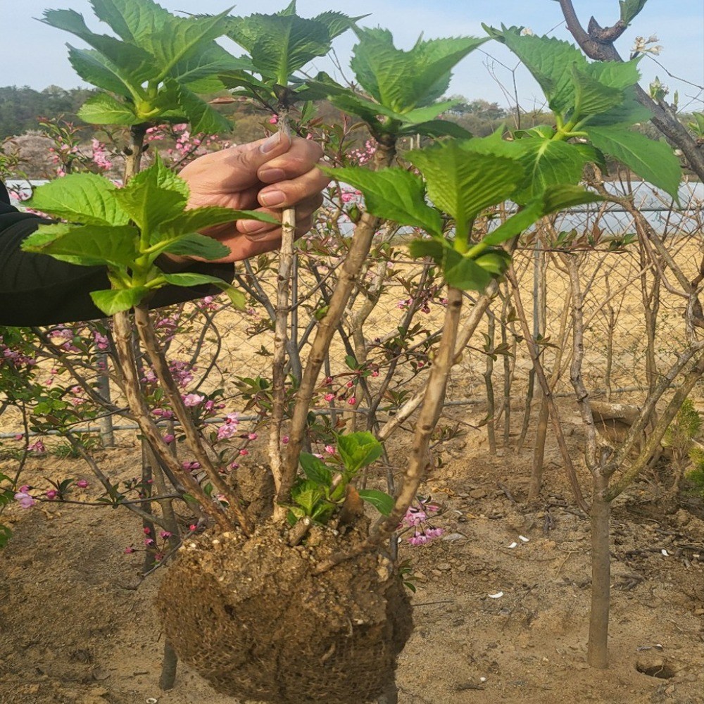 (경북묘목) 우수한품종의 수국나무묘목 분묘 포트묘 판매중, 목수국 80cm이상 분묘, 1개 6,500원