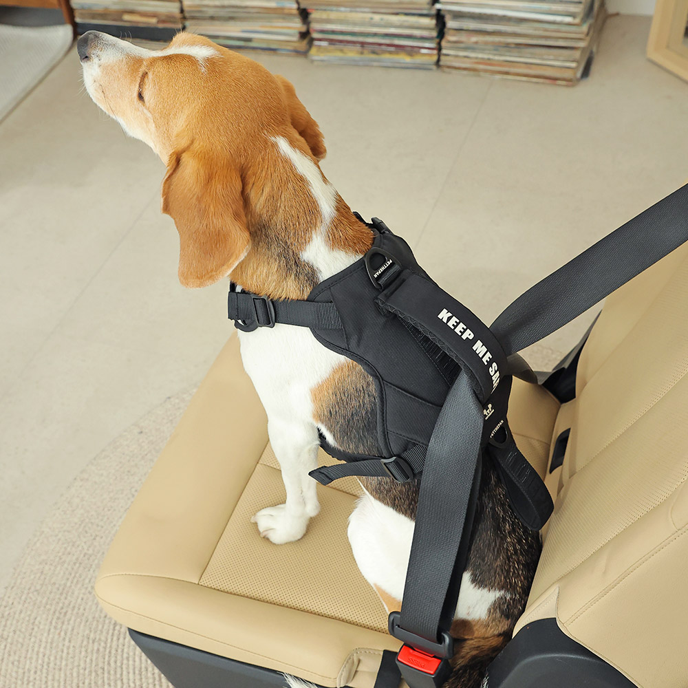 펫더팬 리브 반려동물 차량용 안전벨트 하네스 세트, 1개, 블랙 99,000원