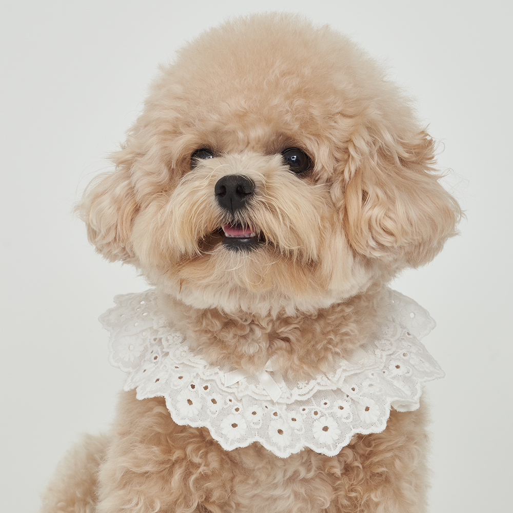 도그아이 귀염 스카프 5,900원