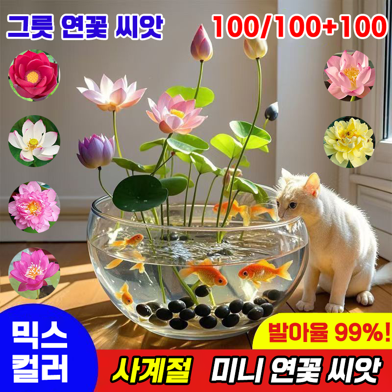 [국내배송] 100알 미니 연꽃 씨앗 수경식물 연못 수중재배 관상용 수련 그릇 행운 수반 연꽃 종자 실내식물 10,500원