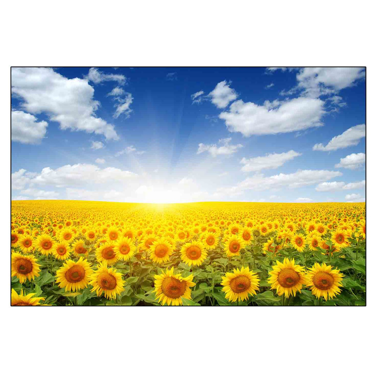 코나 해바라기가든 주방아트보드, 1개 32,030원