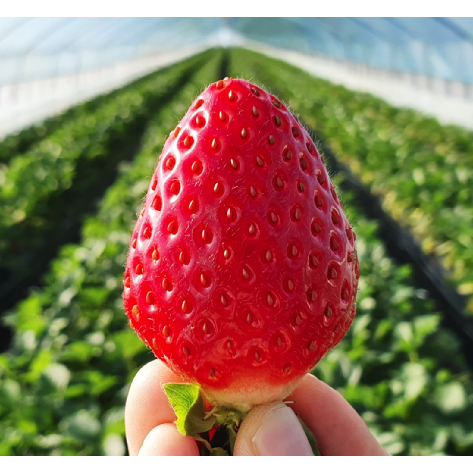 당도보장[산지직송] 설향딸기 당일수확 토경딸기 750g 1kg, 1박스, 특품딸기 1kg 29,000원