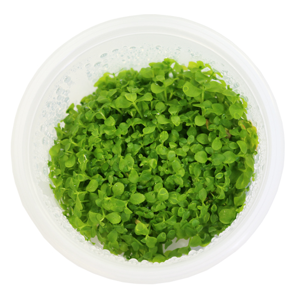 미미네아쿠아 무균 조직 배양수초 - 미크란테뭄 6,650원