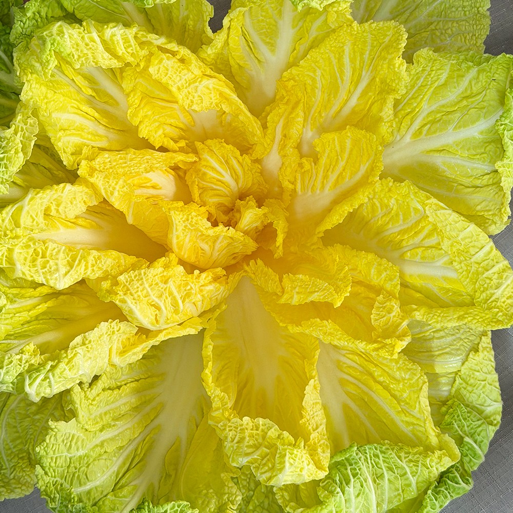 하라네 해남 베타 봄동 배추 황금배추 겉절이, 1박스, 1kg 10,900원