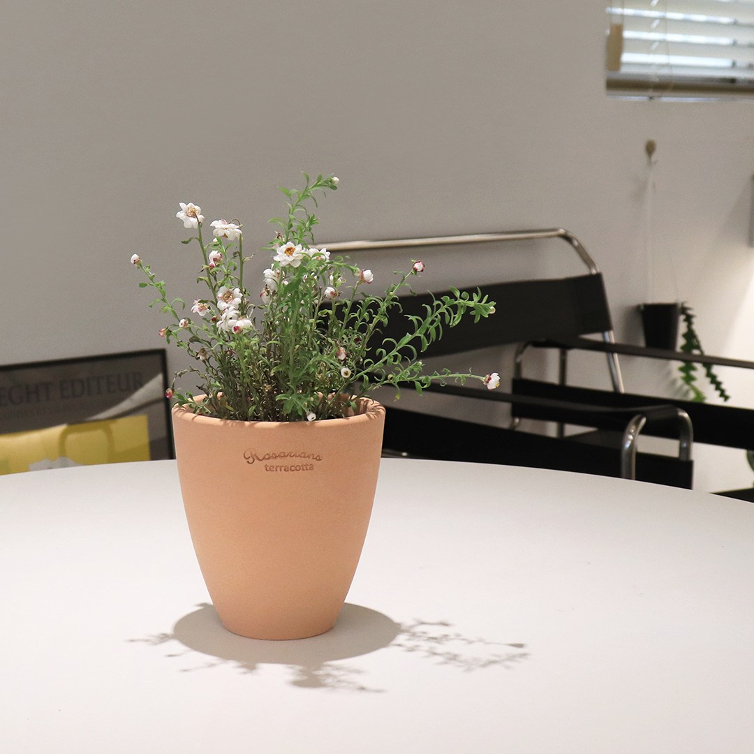 마이플랜트 로자리안 베리팟 전색상 (받침 세트) 25,000원