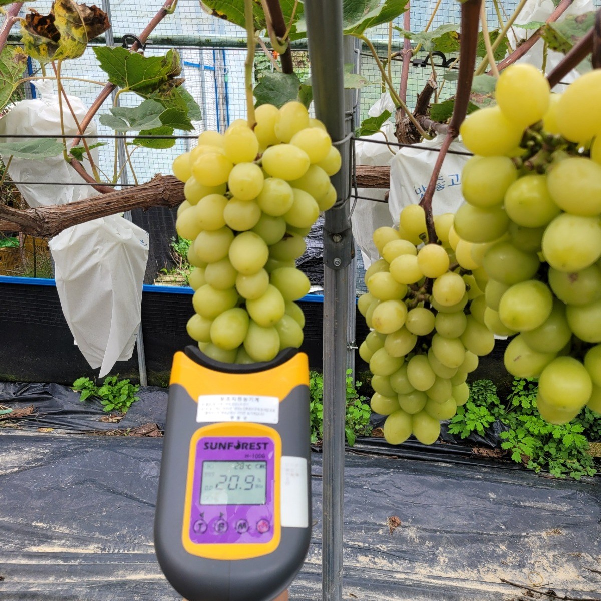 갓골농원 프리미엄 고당도 쥬얼머스켓 18브릭스 이상 농장직송 30,180원