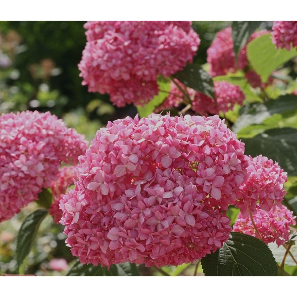 왕특대 핑크아나벨 수국 / 직경 30cm포트 /  여름꽃 / 매해 원하는 수형으로 전지해도 꽃피는 월동수국 / 꽃과정원이야기 50,000원