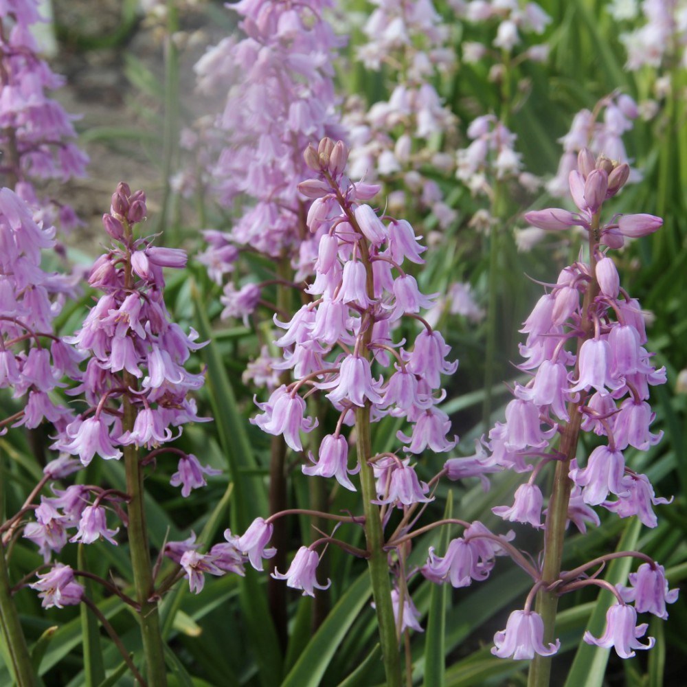 [가든조아] 네덜란드 오리지널 스페인블루벨 핑크 구근, 현재가 34,900원