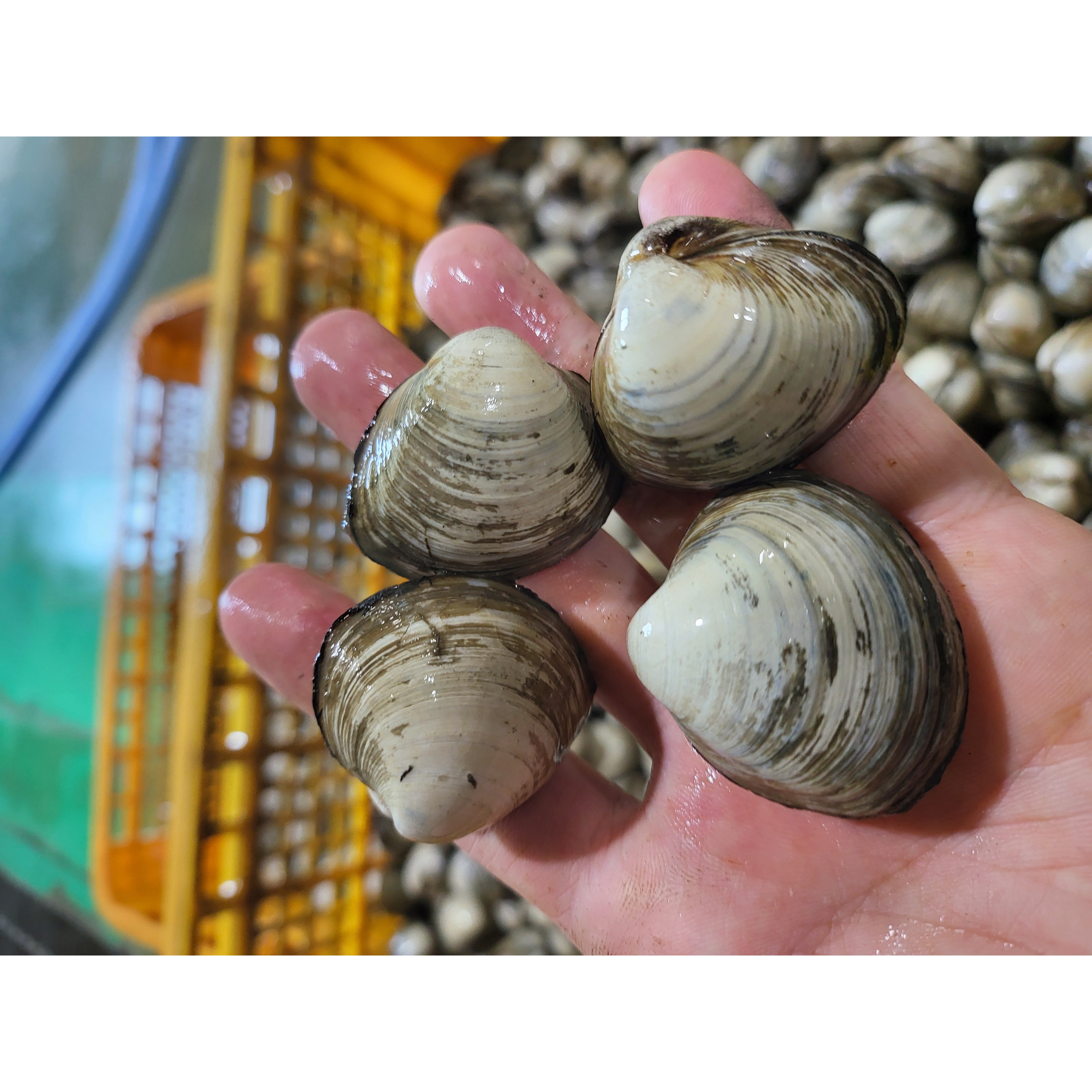 청정지역 고창 갯벌 동죽 물총조개 해감조개, 1개, 물총조개10kg 51,000원