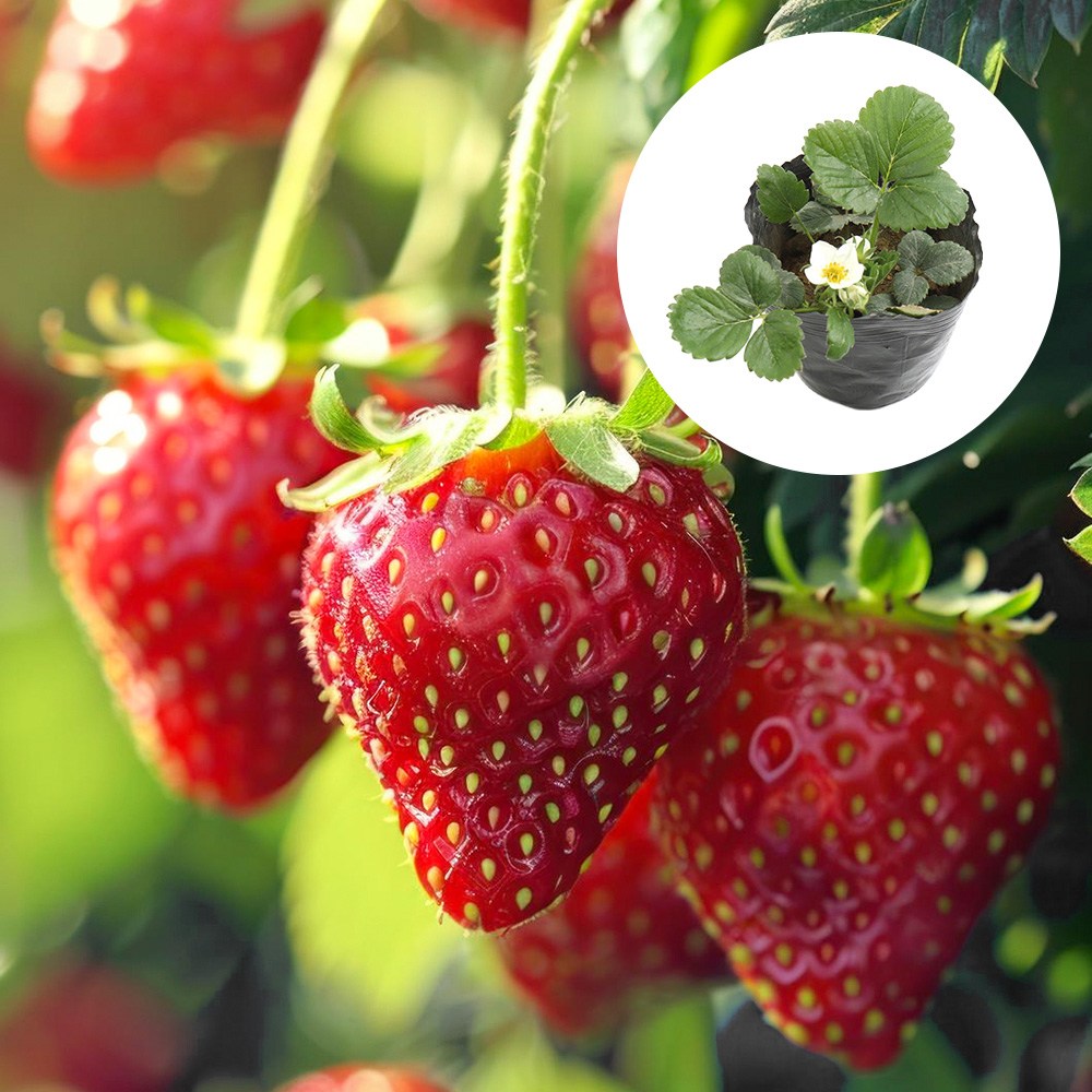 갑조네 딸기모종 설향딸기 딸기 텃밭가꾸기 모종키우기 14,100원