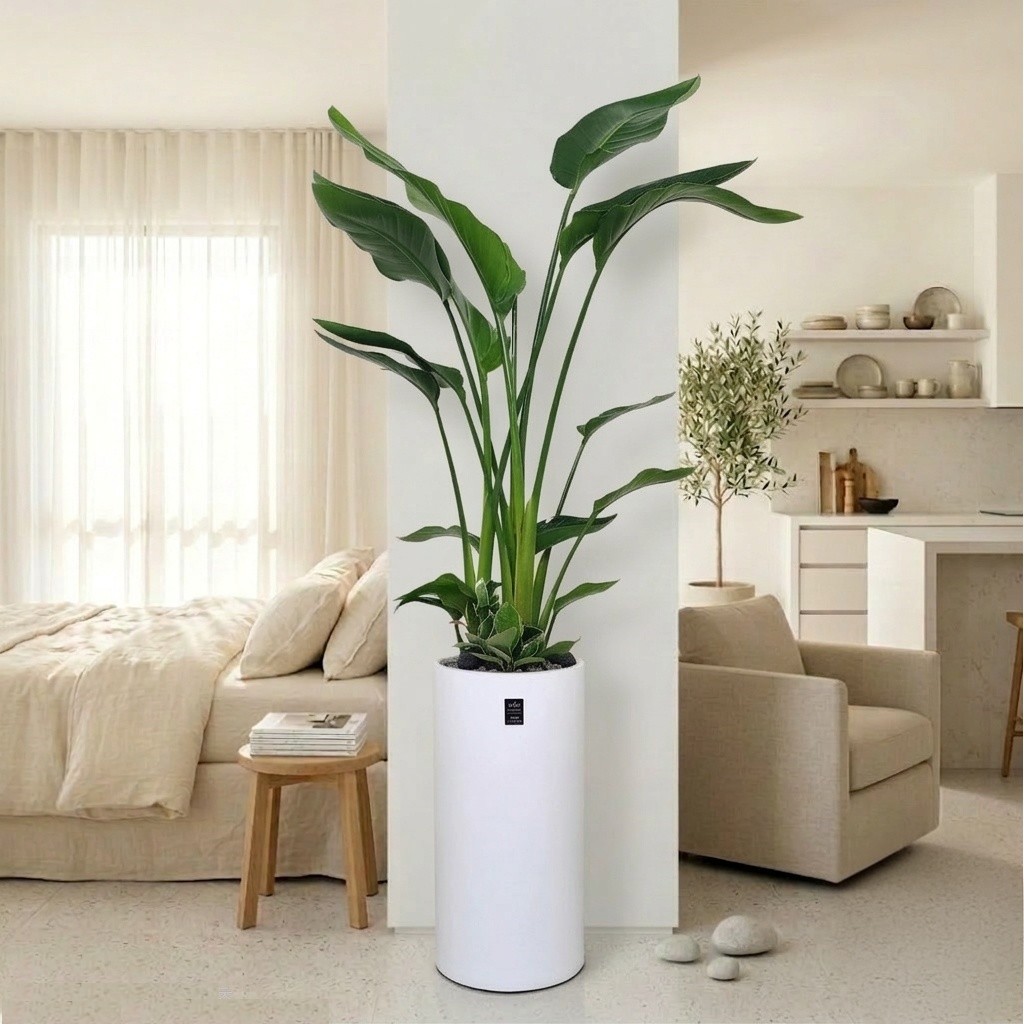 에코플랜트(서랍형받침+리본증정+당일배송) 극락조 거실 공기정화 식물 승진 취임 개업 축하 화분 배달, 05. 극락조 원통형, 1개 91,500원