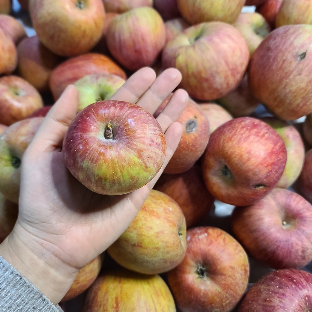 경북 부사사과 가정용 산지직송 [아침이슬농원] 11,860원