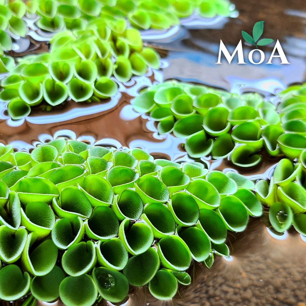 [모던아쿠아] 살비니아 쿠쿠라타 부상 수초 / 치어 수초 / 새우 수초 / 수질정화식물, 12개 10,600원