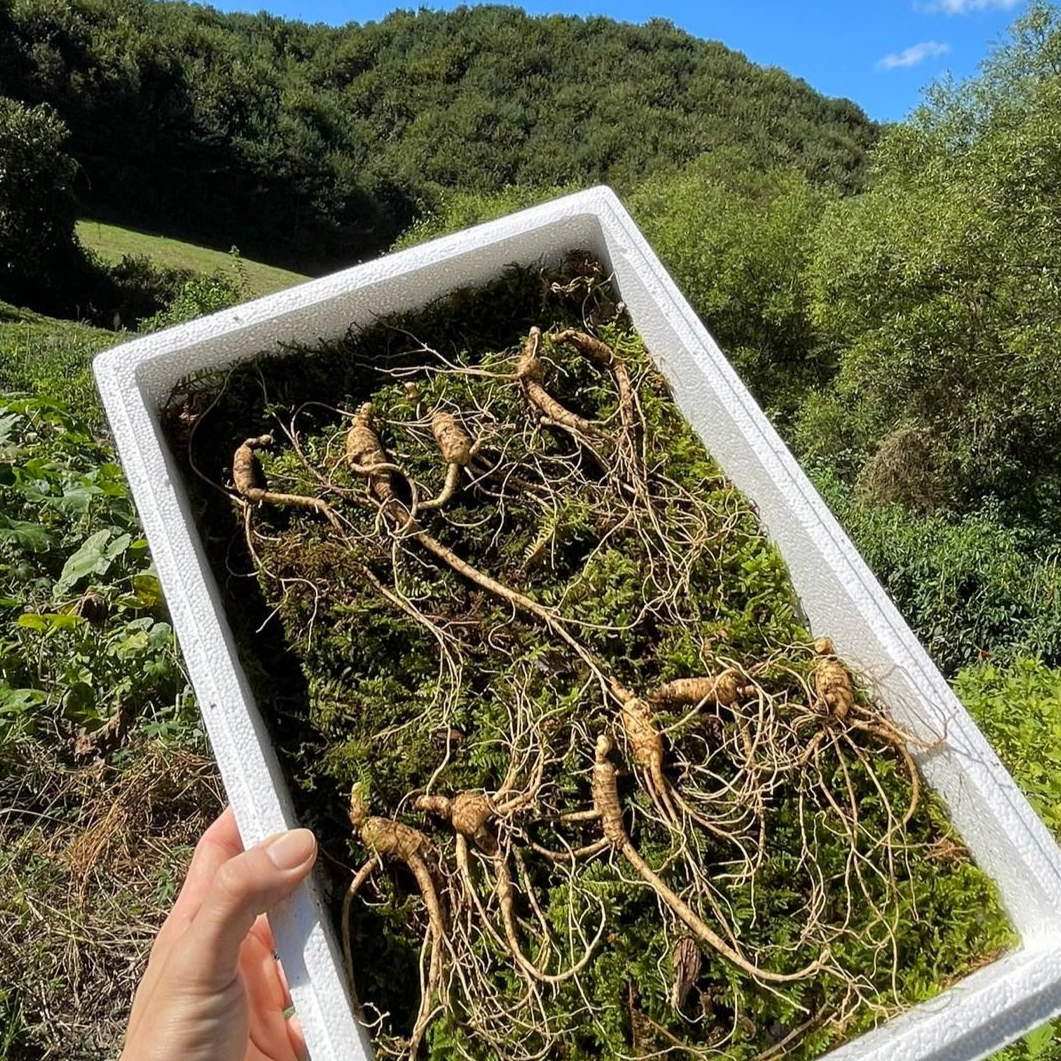 15년근 강원도 산삼 산양삼 산양산삼 10+1뿌리 320,000원