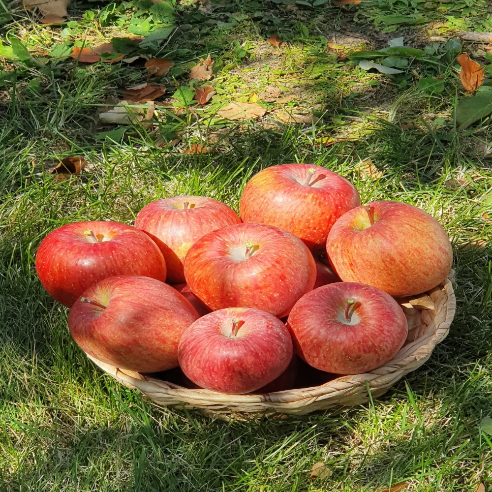 청송 산지직송 초고당도 햇 사과,, 1개, 10kg 71,000원